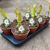 AMARYLLIS 13 CM CHERRY BLOSSOM 30/32 VECKANS